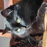 Foto del gato perdido en Roye