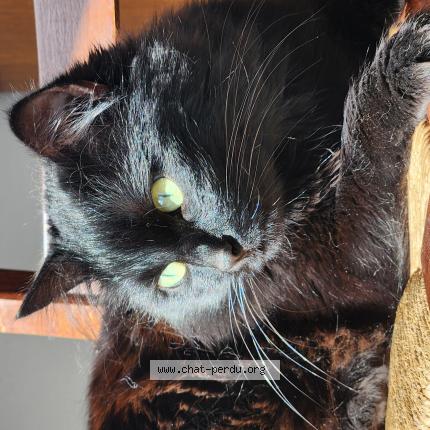 Foto 1/1 Punky Chat perdido en Roye