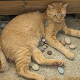 Foto del gato perdido en St Joseph De Porterie