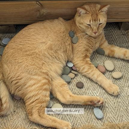 Foto 1/1 Gato encontrado Perdido en St joseph de porterie