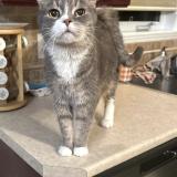 Foto del gato perdido en Mirabel