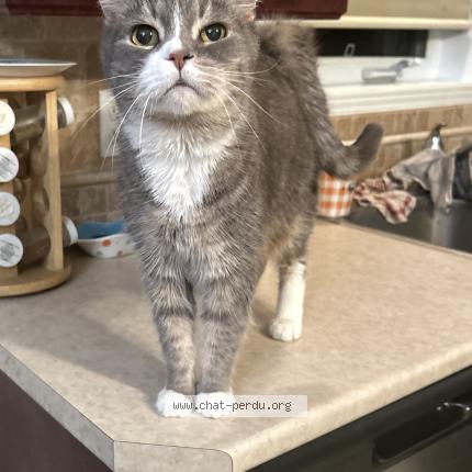 Foto 1/1 Poutine Chat perdido en Mirabel