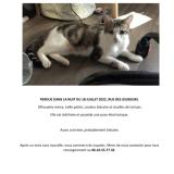 Foto del gato perdido en Paris