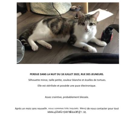 Foto 1/1 Céleste Chat perdido en Paris