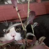 Foto de gato encontrado en Augignac