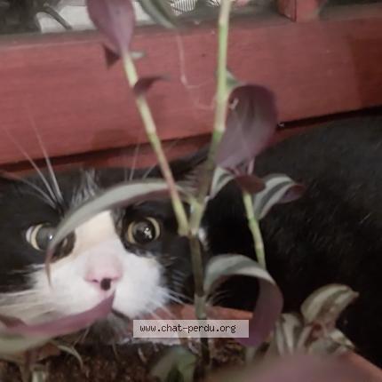 Foto 1/1 Gato encontrado Encontrado en Augignac