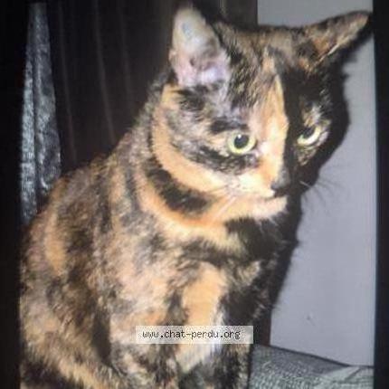 Foto 1/1 Moumouche Chat perdido en Neder over hembeek