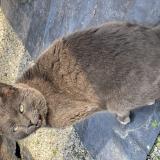 Foto del gato perdido en Saint Germain De Coulamer