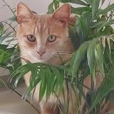 Foto del gato perdido en Septeme