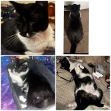 Foto del gato perdido en Van Wert