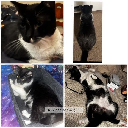 Foto 1/1 Roo Roo Chat perdido en Van wert