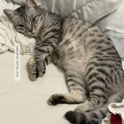 Foto 2/2 Gato encontrado Perdido en Eaubonne