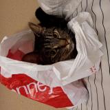 Foto del gato perdido en Shreveport