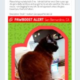 Foto del gato perdido en San Bernardino