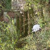 Foto del gato perdido en Monroeville