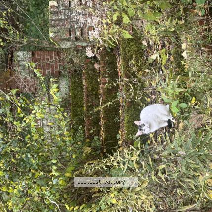 Foto 1/1 Billie Chat perdido en Monroeville