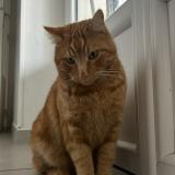 Foto del gato perdido en Vienne