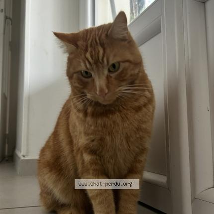 Foto 1/1 Lucky Chat perdido en Vienne