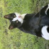 Foto del gato perdido en Budos