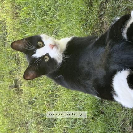 Foto 1/1 Noli Chat perdido en Budos