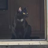 Foto del gato perdido en Auburn