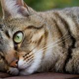 Foto del gato perdido en St Paul Sans Souci