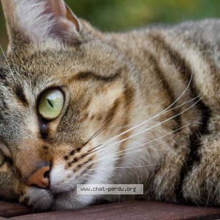 Foto 1/1 NOISETTE Chat perdido en St paul sans souci