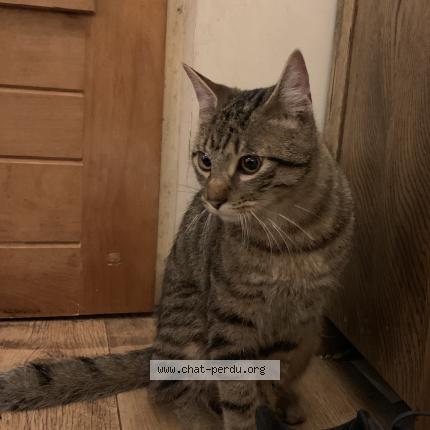 Foto 1/1 Gato encontrado Encontrado en Paris