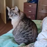 Foto del gato perdido en Santa Rosa