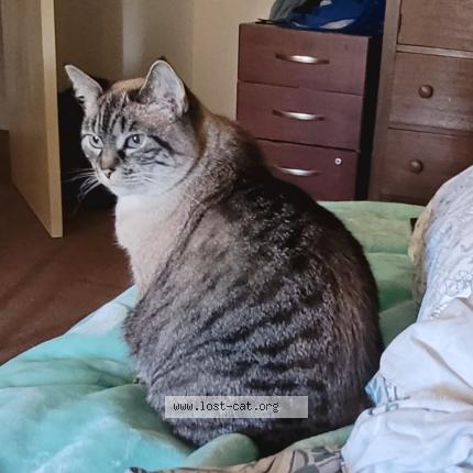 Foto 1/1 Mimi Chat perdido en Santa rosa