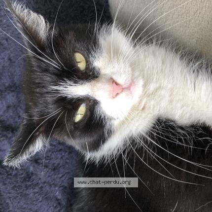 Foto 1/1 Rubby Chat perdido en Harnes