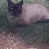 Foto de gato encontrado en Reims