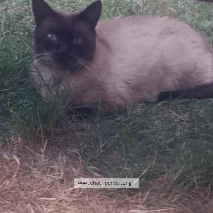 Foto 1/1 Gato encontrado Encontrado en Reims