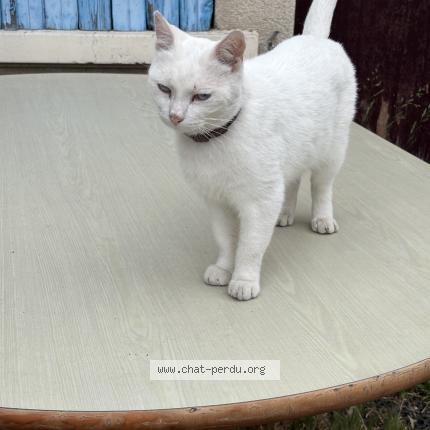 Foto 1/1 casper Chat perdido en Brignais