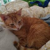 Foto del gato perdido en Riom