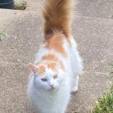 Foto del gato perdido en Le Grand Luce