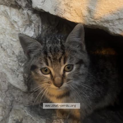 Foto 1/1 Gato encontrado Encontrado en Bourg en bresse