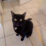 Foto del gato perdido en Lyon