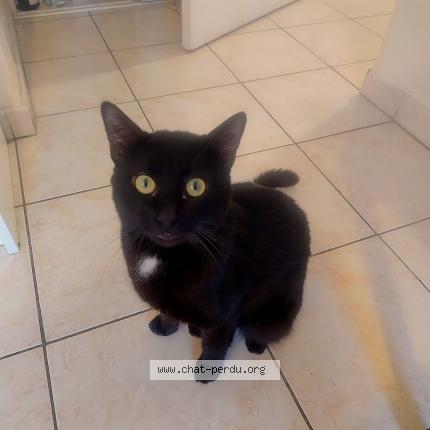 Foto 1/1 Filou Chat perdido en Lyon