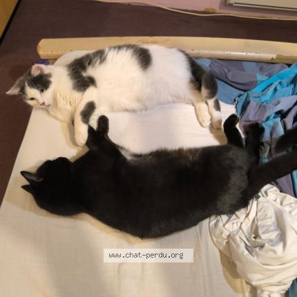 Foto 1/1 Candy Chat perdido en Bas et lezat