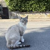 Foto del gato perdido en Noisy Le Sec