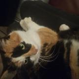 Foto de gato encontrado en Champtoceaux