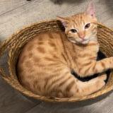 Foto del gato perdido en Toulouse