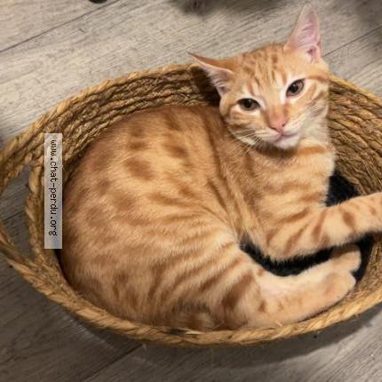 Foto 1/1 Mimi Chat perdido en Toulouse