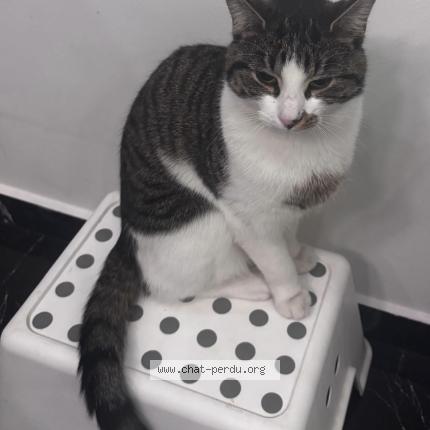 Foto 1/1 Musti Chat perdido en Vilvoorde