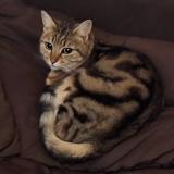 Foto del gato perdido en Veaugues