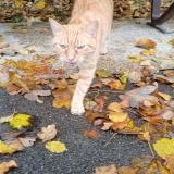 Foto de gato encontrado en Avon