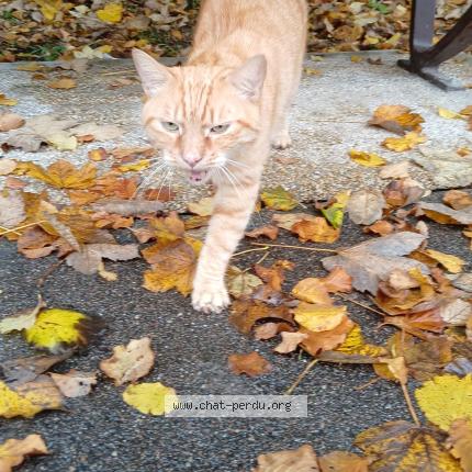 Foto 1/1 Gato encontrado Encontrado en Avon