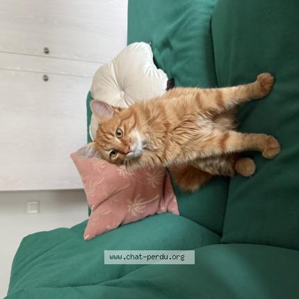 Foto 1/1 Doudou Chat perdido en Hossegor