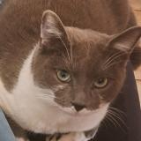 Foto del gato perdido en Aubiere